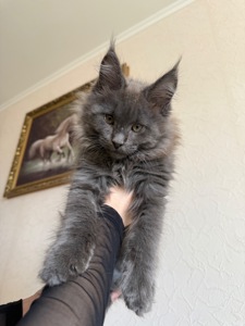 Котик мейн-кун в рідкісному окрасі