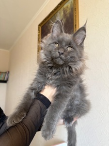 Котик мейн-кун в рідкісному окрасі