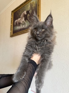 Котик мейн-кун в рідкісному окрасі
