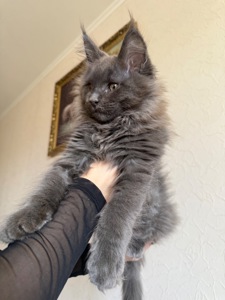 Котик мейн-кун в рідкісному окрасі