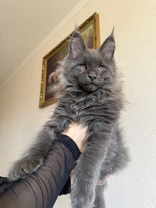 Котик мейн-кун в рідкісному окрасі