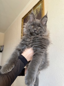 Котик мейн-кун в рідкісному окрасі