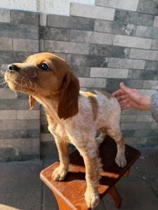 Цуценята Епаньоль Бретон(Ванда))