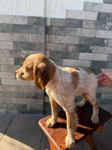 Цуценята Епаньоль Бретон(Ванда))