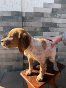 Цуценята Епаньоль Бретон(Ванда))