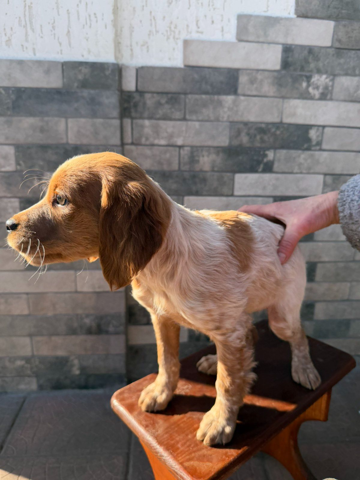 Цуценята Епаньоль Бретон(Ванда))