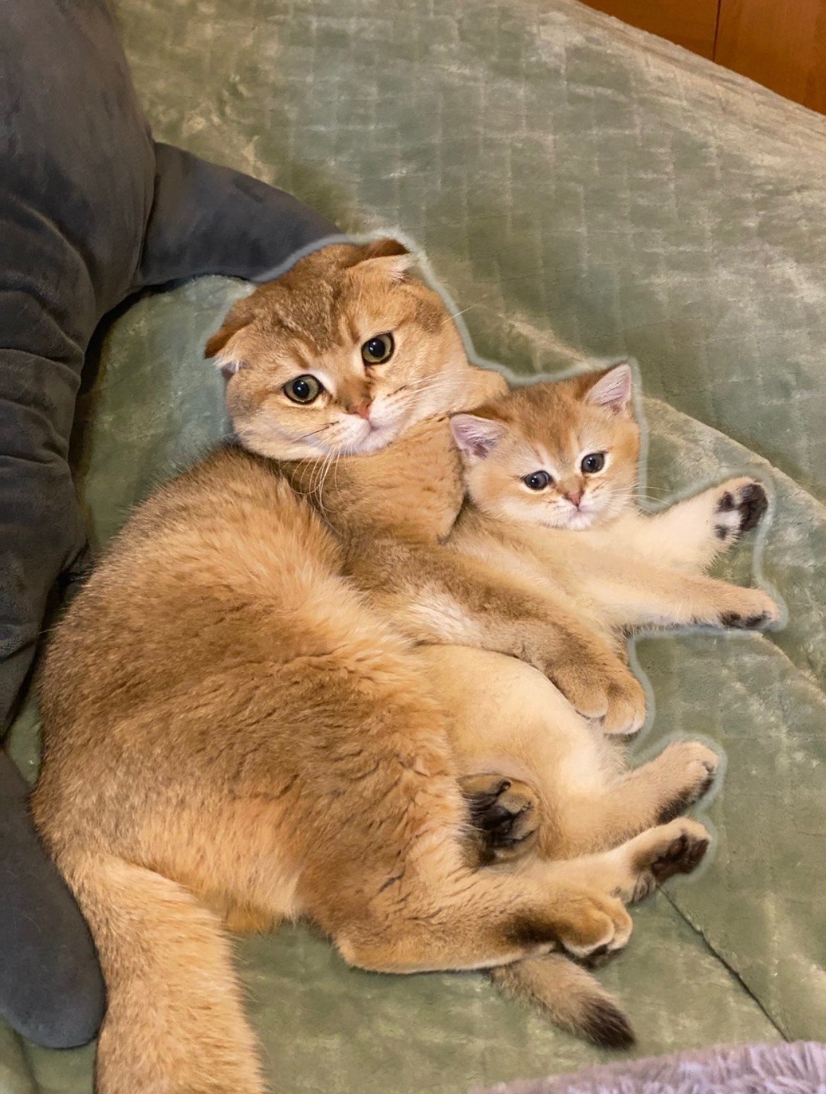 Кошенята золота шиншила шотландська