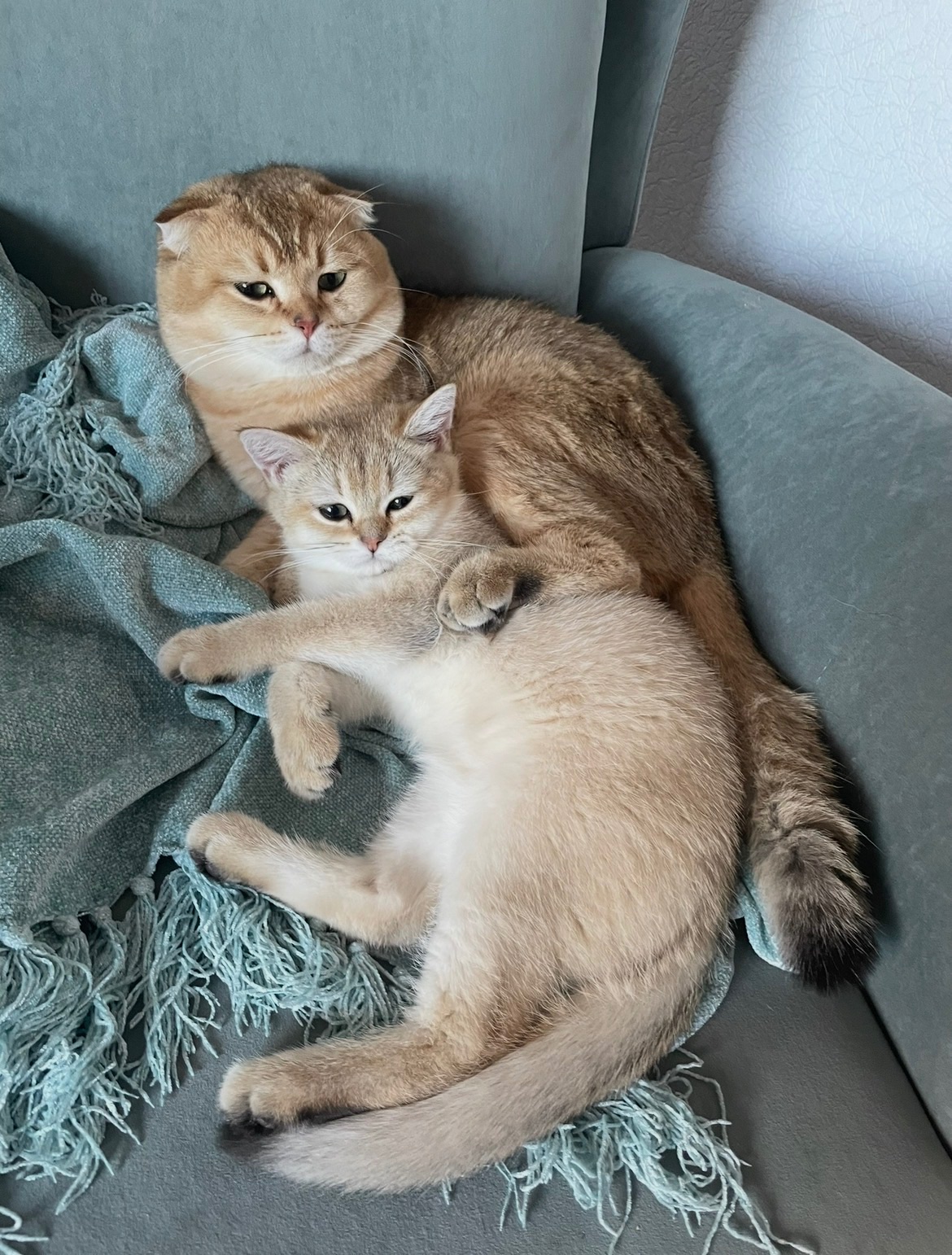 Кошенята золота шиншила шотландська