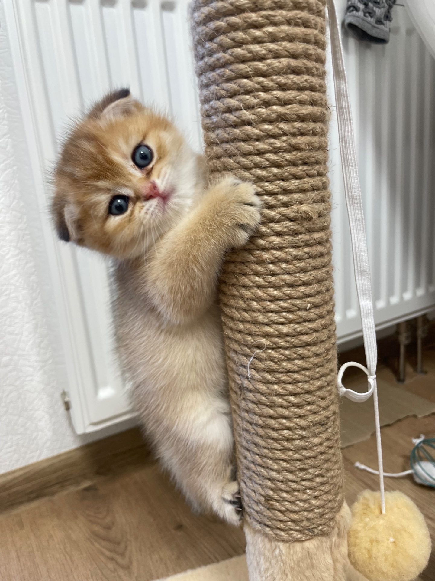 Кошенята золота шиншила шотландська