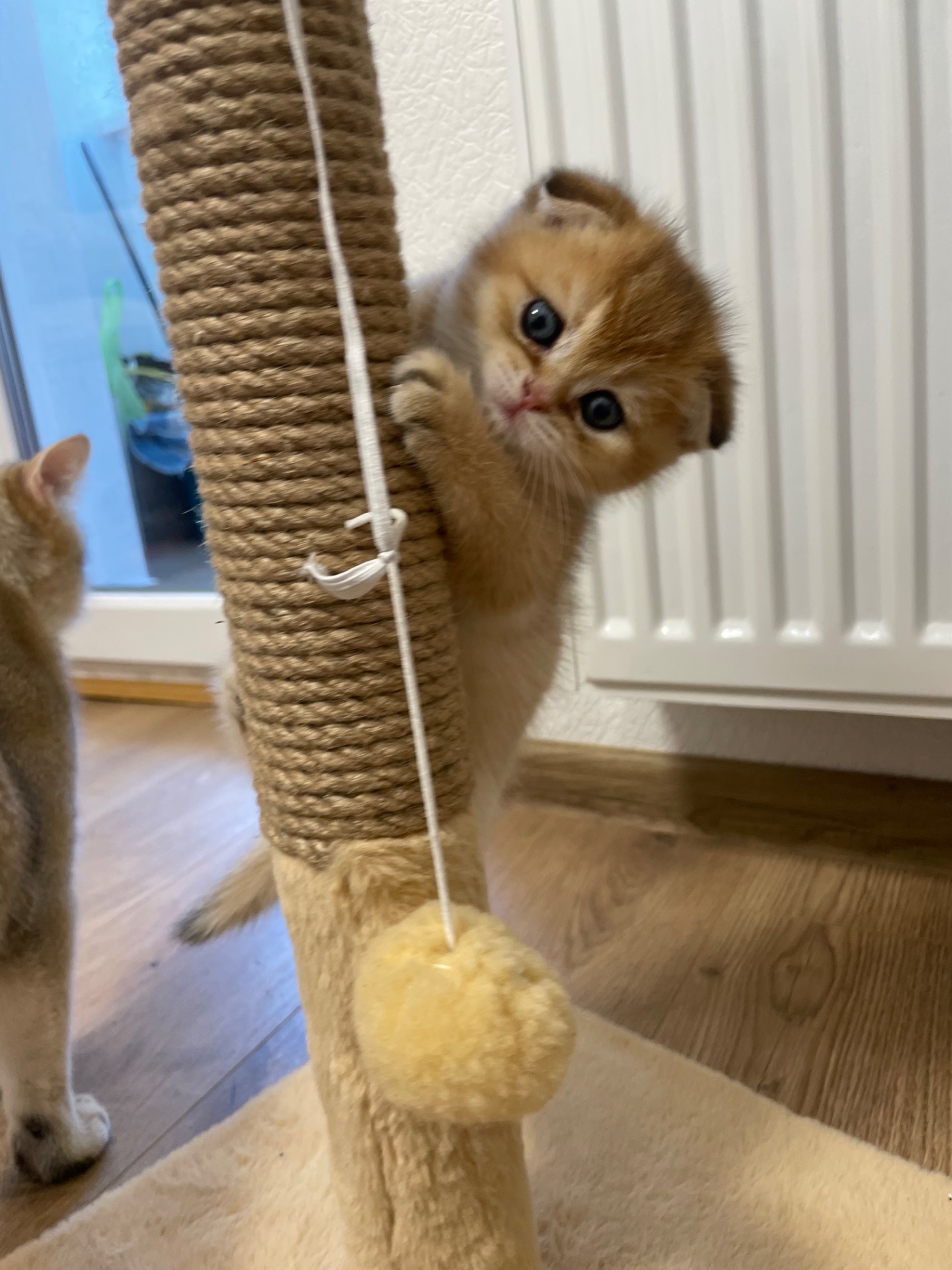 Кошенята золота шиншила шотландська