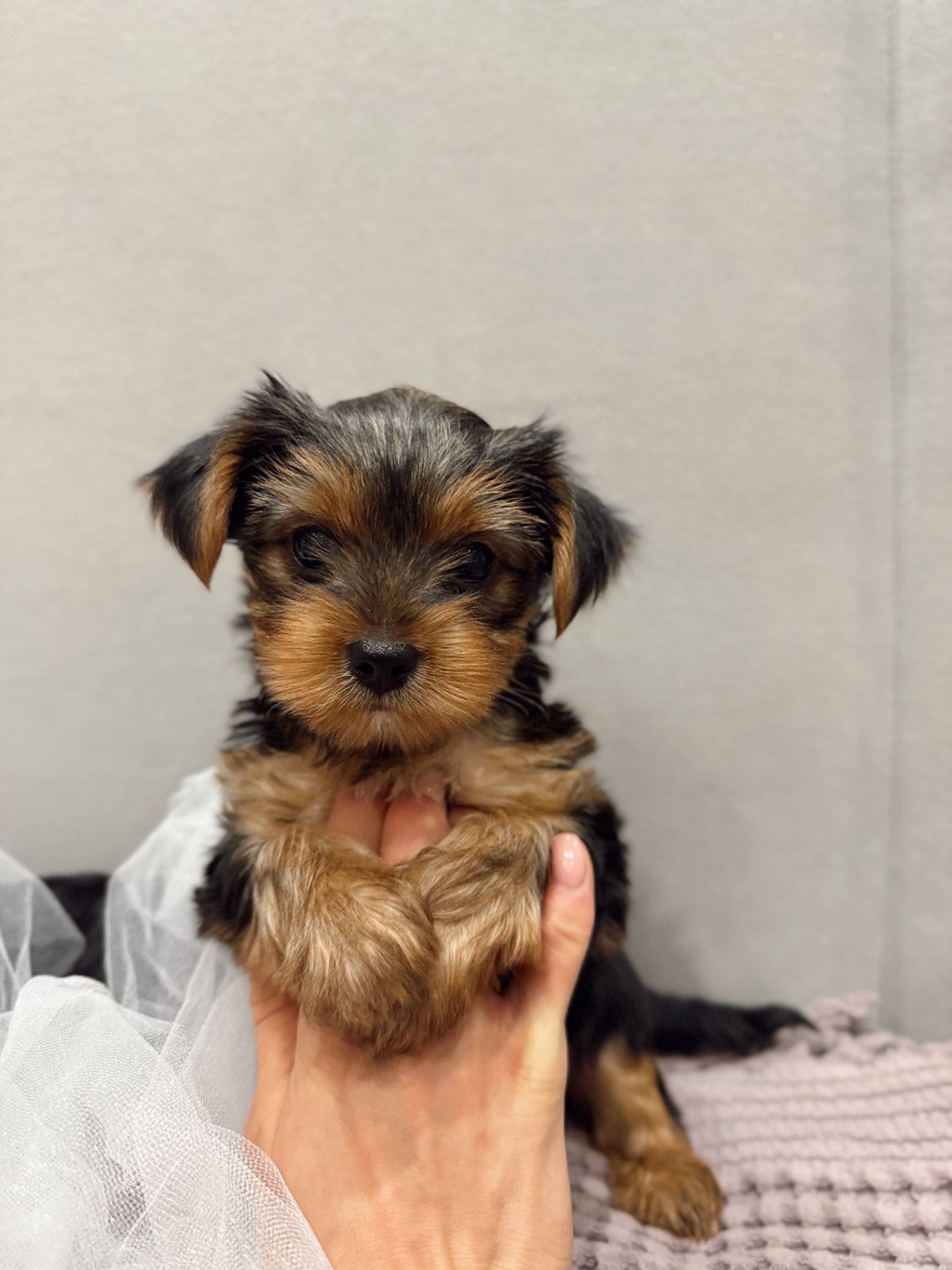 Мини Йоркширский терьер