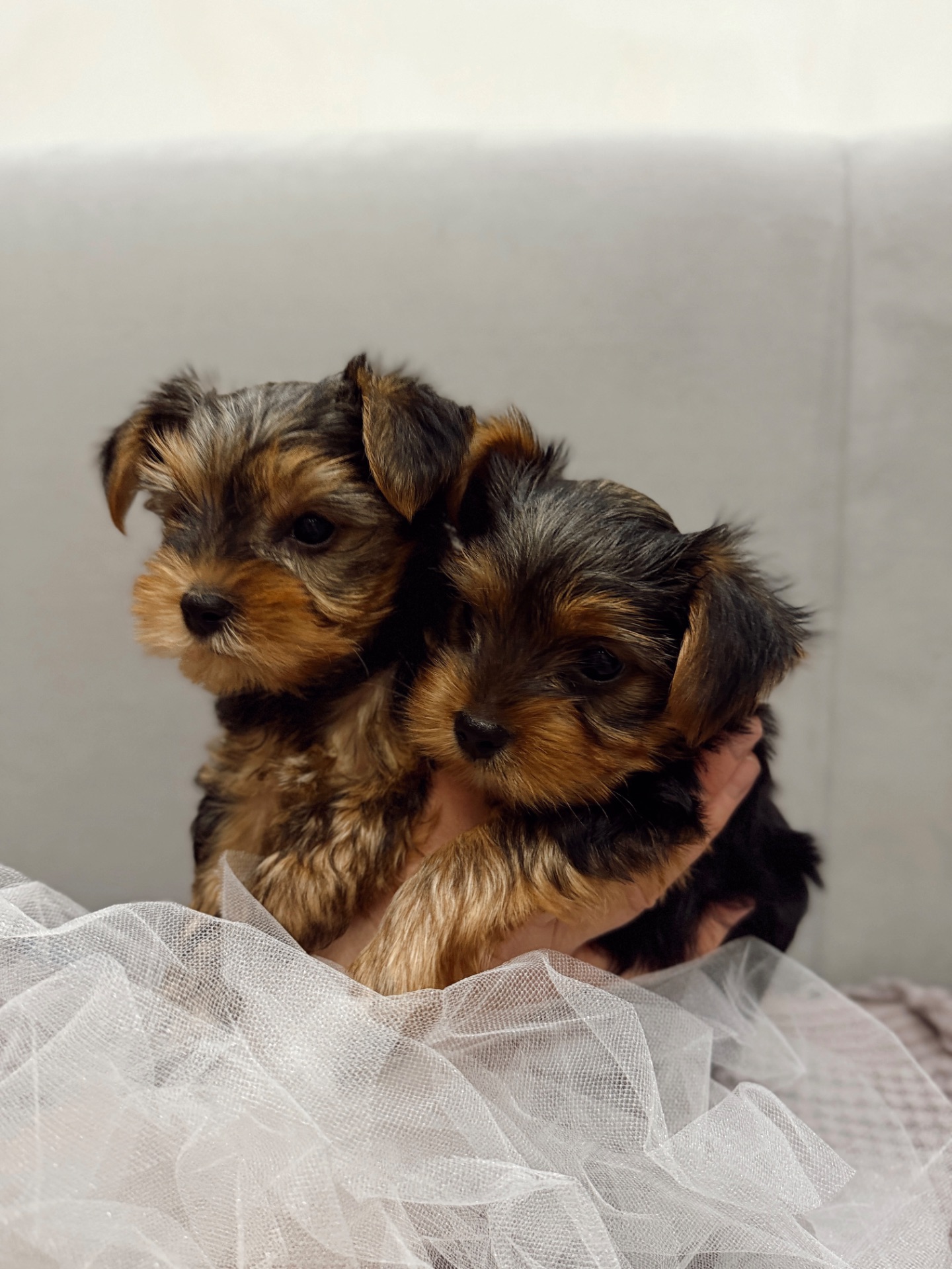 Мини Йоркширский терьер