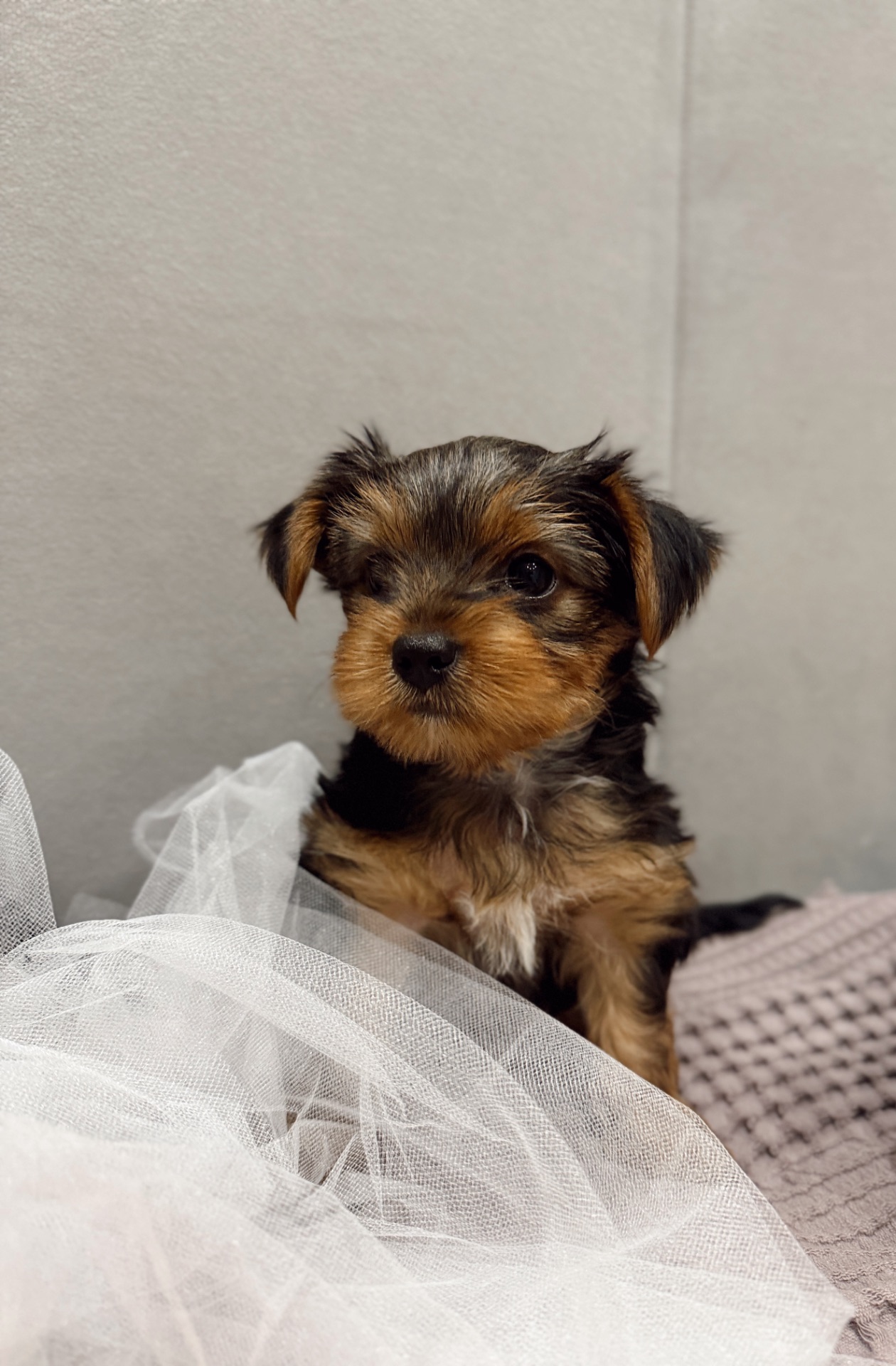 Мини Йоркширский терьер