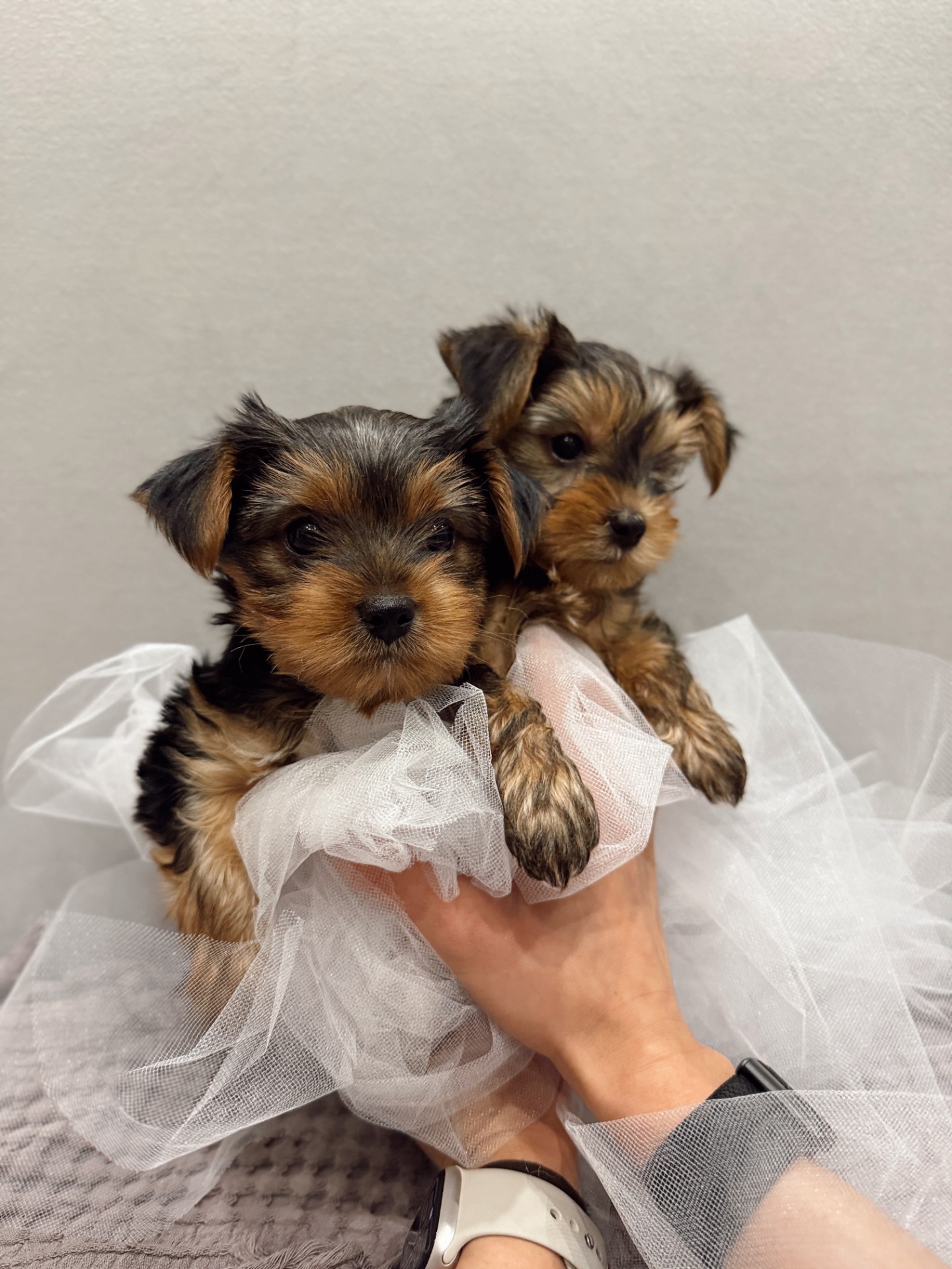 Мини Йоркширский терьер