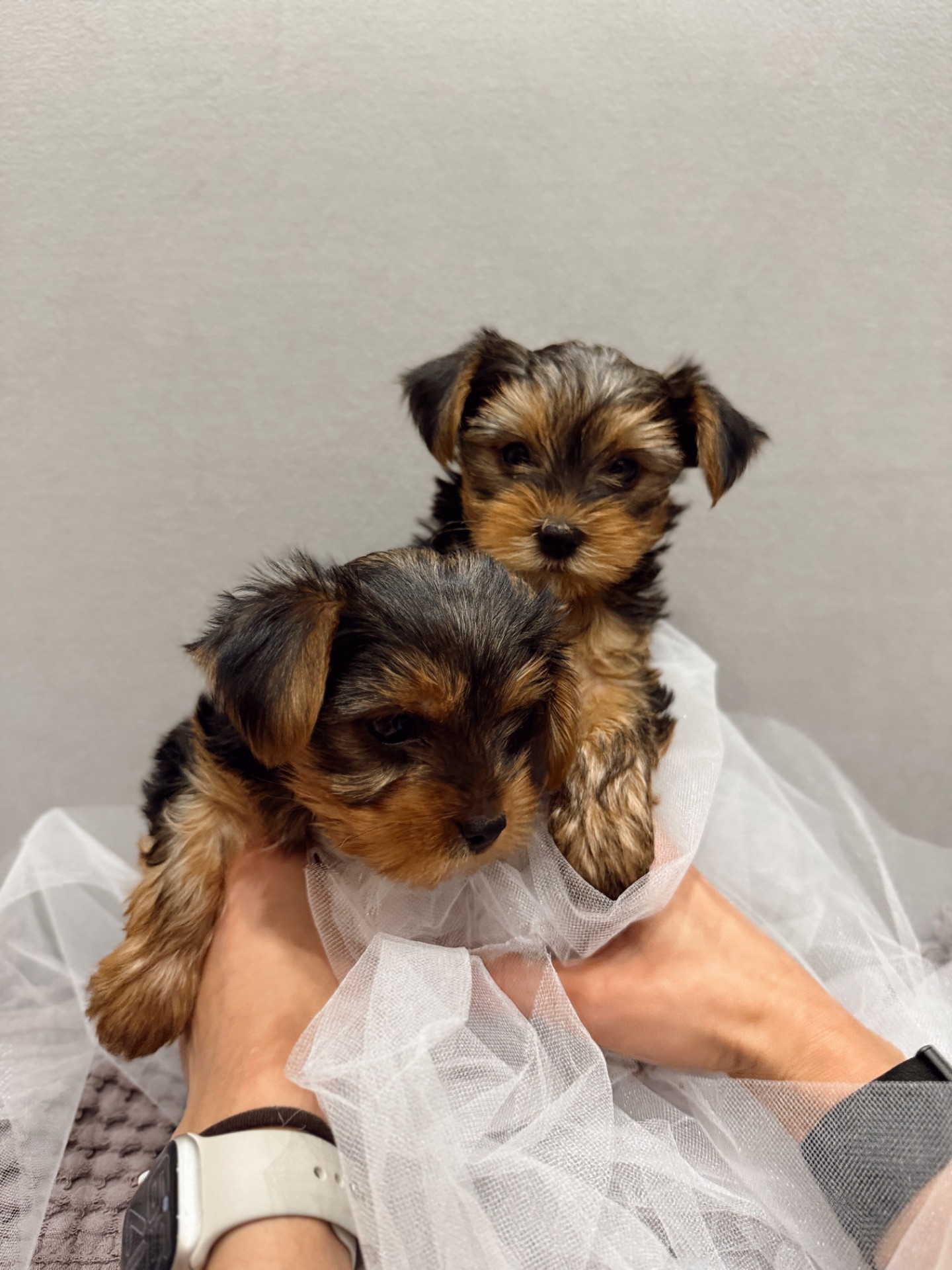 Мини Йоркширский терьер