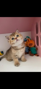 Кошенята золота шиншила шотландська