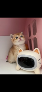 Кошенята золота шиншила шотландська