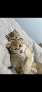 Кошенята золота шиншила шотландська