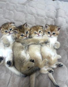 Кошенята золота шиншила шотландська