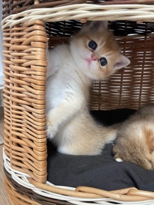 Кошенята золота шиншила шотландська