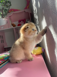 Кошенята золота шиншила шотландська