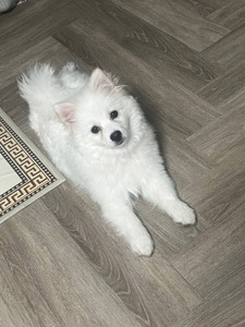 Німецький шпіц білий, 6 місяців