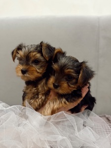 Мини Йоркширский терьер