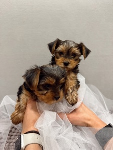 Мини Йоркширский терьер
