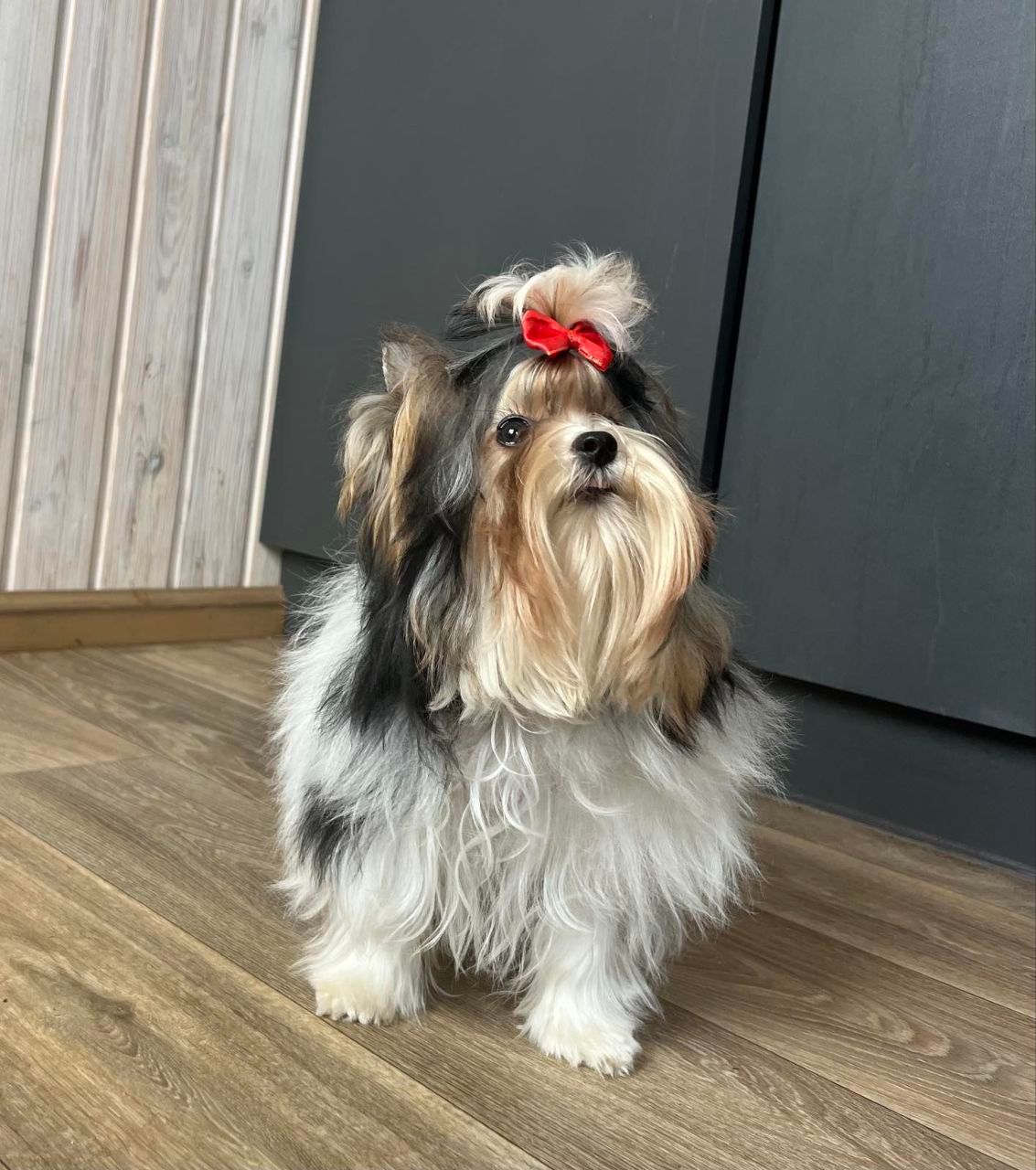 Элитный щенок Бивер Йорка — истинное сокровище для ценителей породы