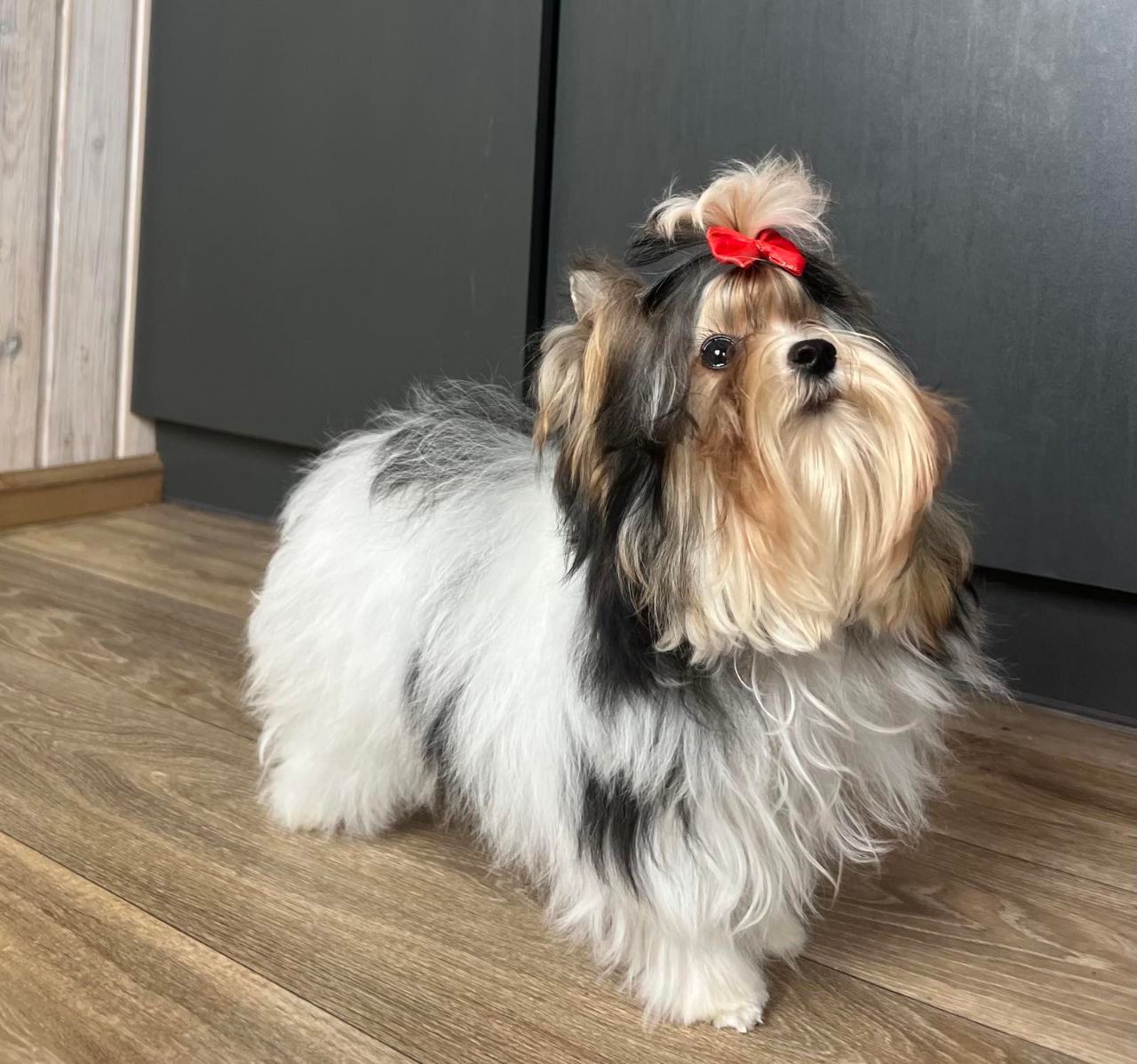 Элитный щенок Бивер Йорка — истинное сокровище для ценителей породы