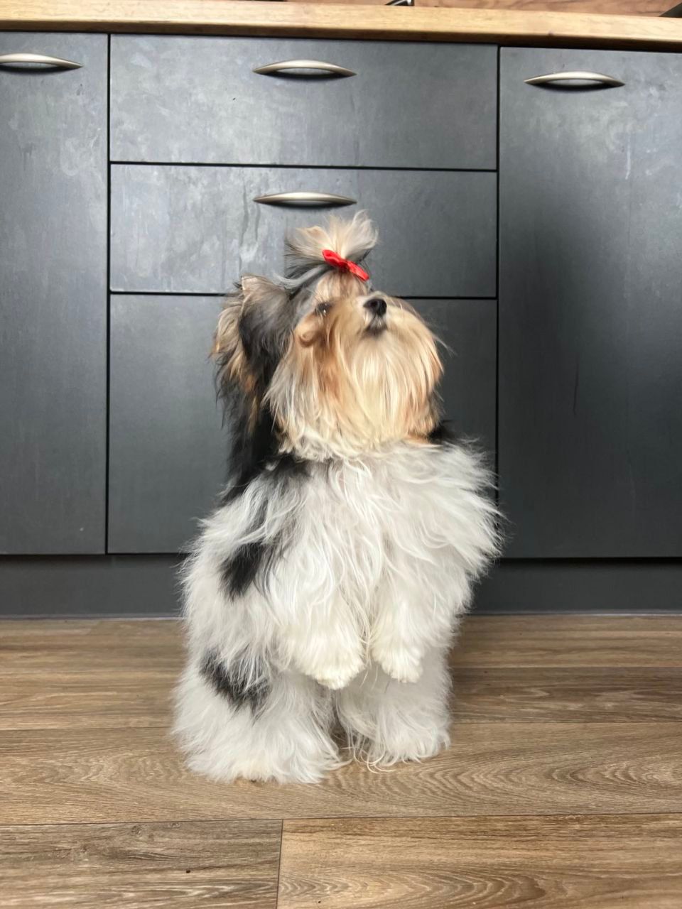 Элитный щенок Бивер Йорка — истинное сокровище для ценителей породы