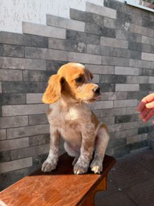 Епаньоль Бретон (Цуценята)ВУЛКАН