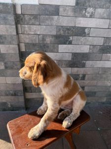 Епаньоль Бретон (Цуценята)ВУЛКАН