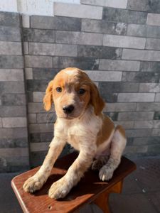 Епаньоль Бретон (Цуценята)ВУЛКАН