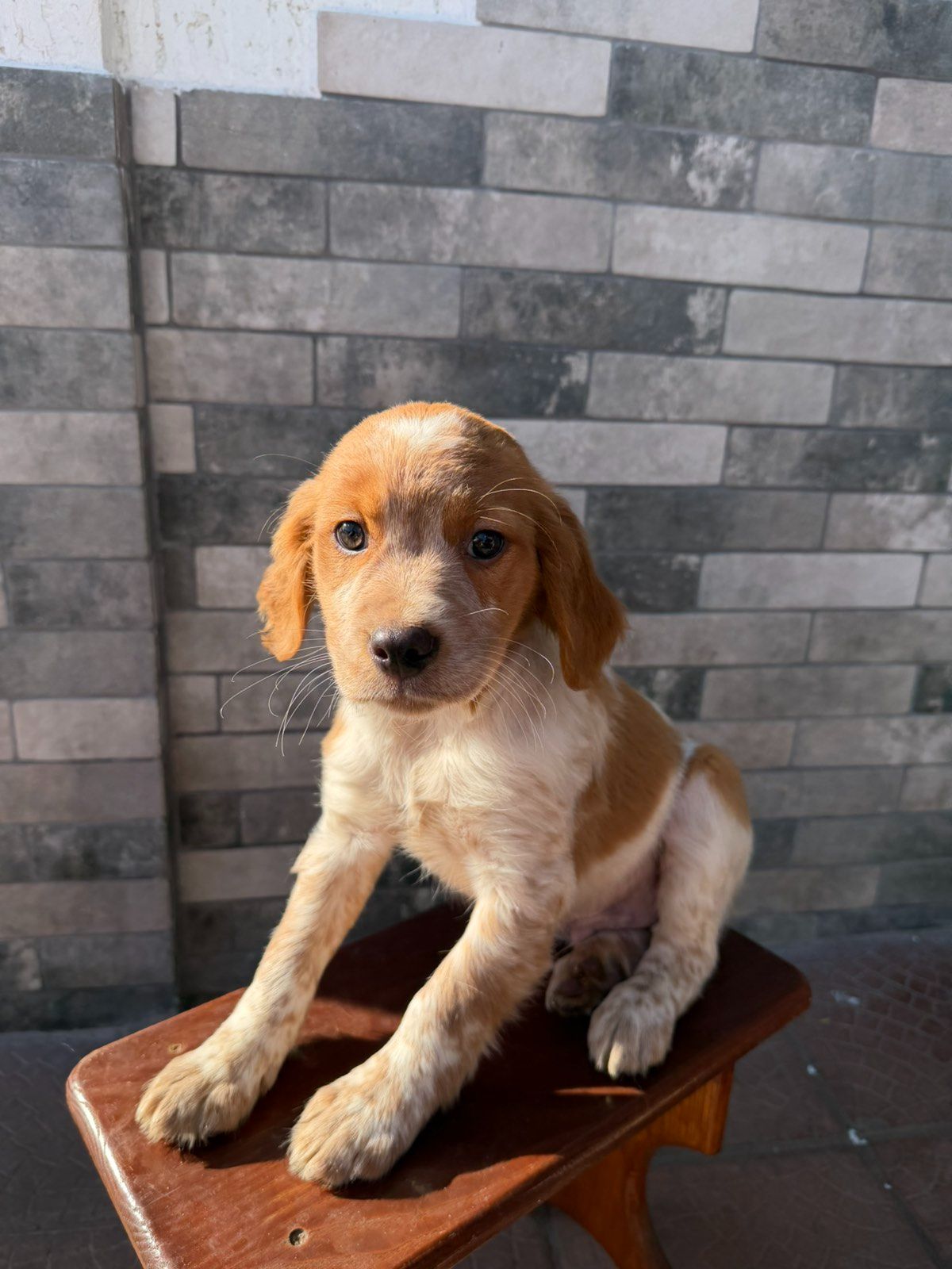 Епаньоль Бретон (Цуценята)ВУЛКАН