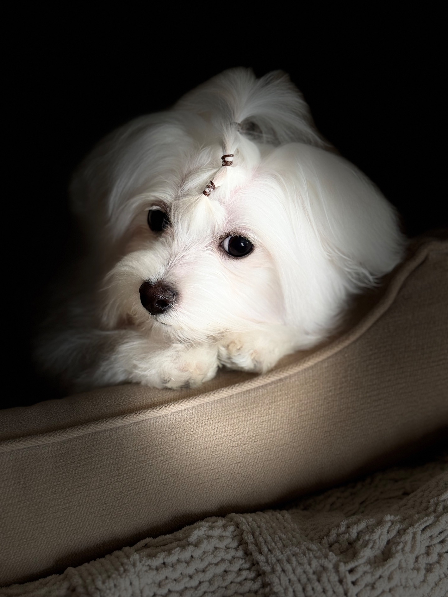 Хлопчик мальтезе міні