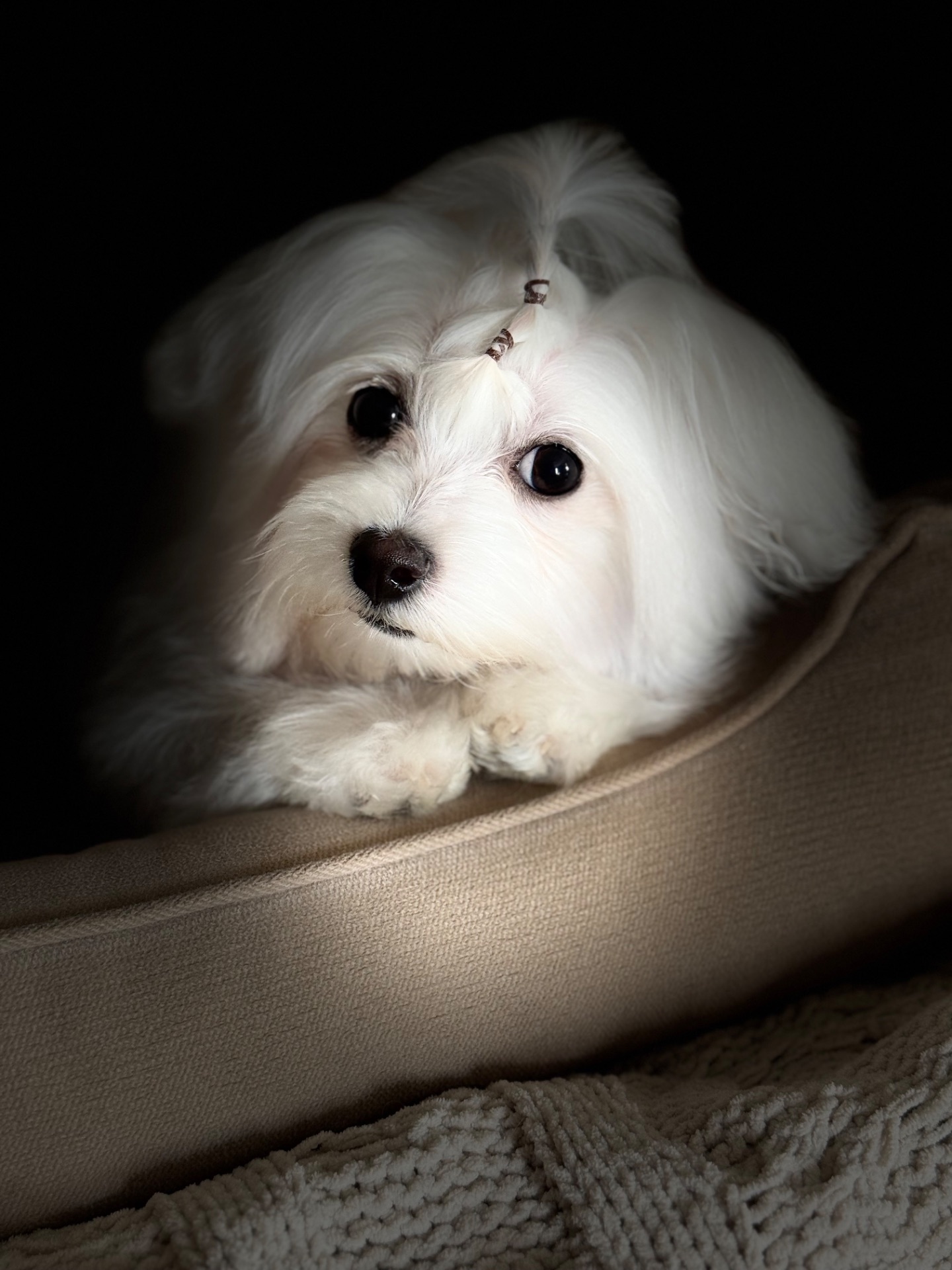 Хлопчик мальтезе міні