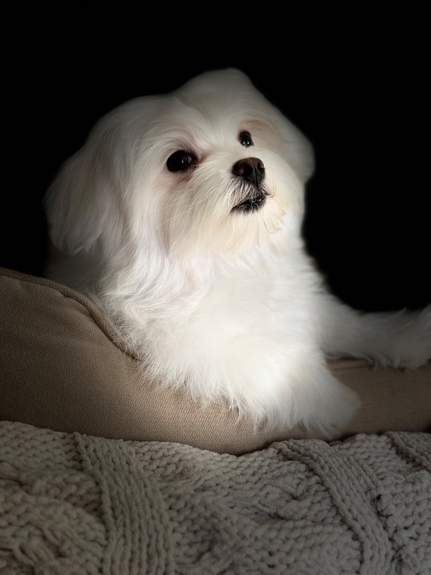 Хлопчик мальтезе міні