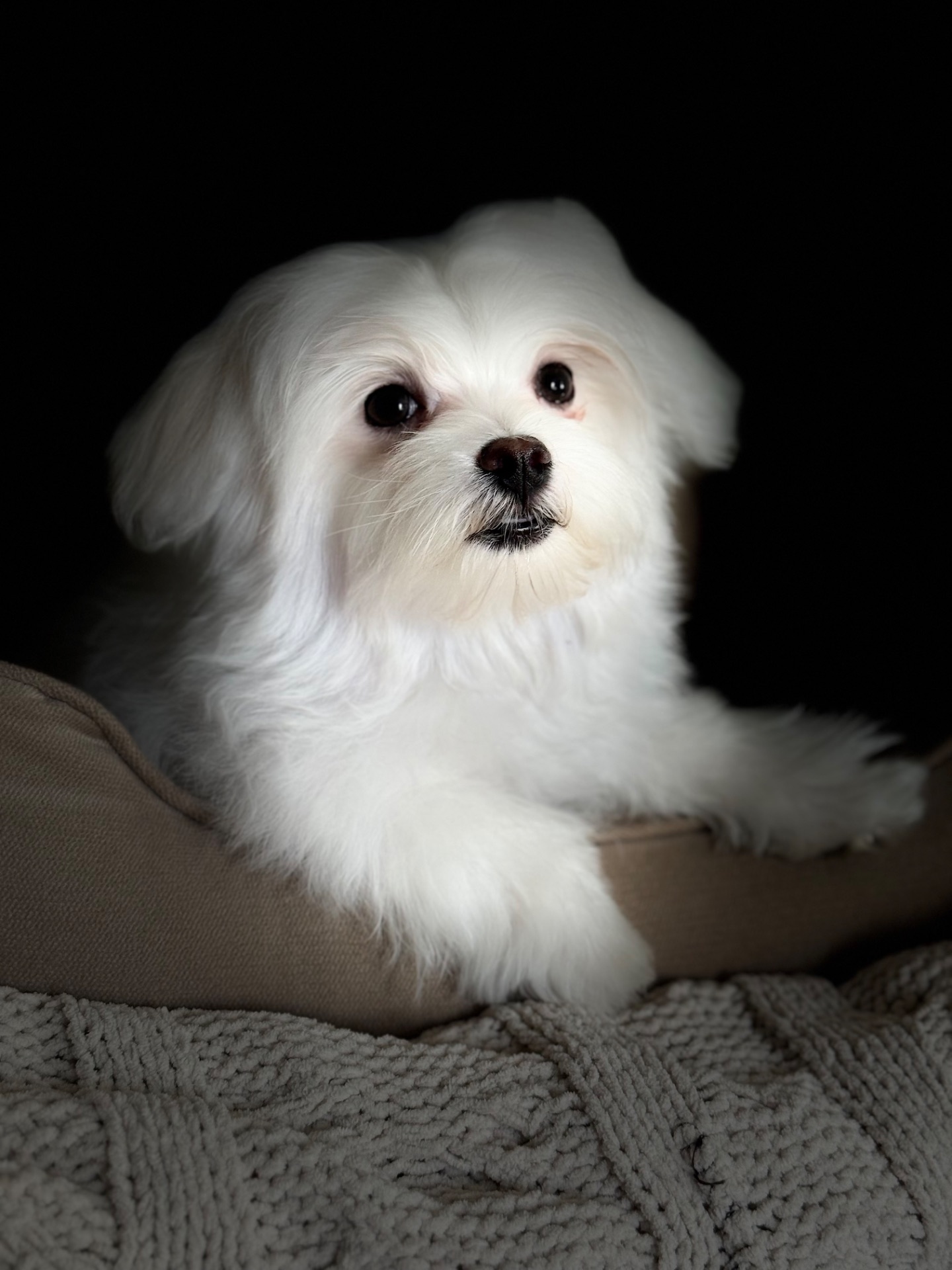 Хлопчик мальтезе міні