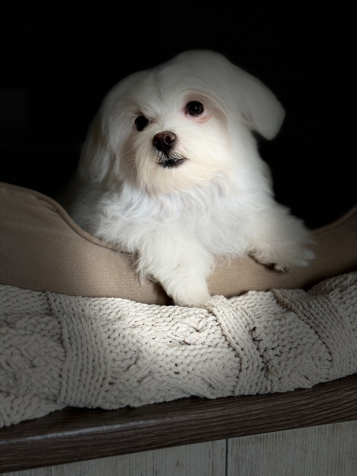 Хлопчик мальтезе міні