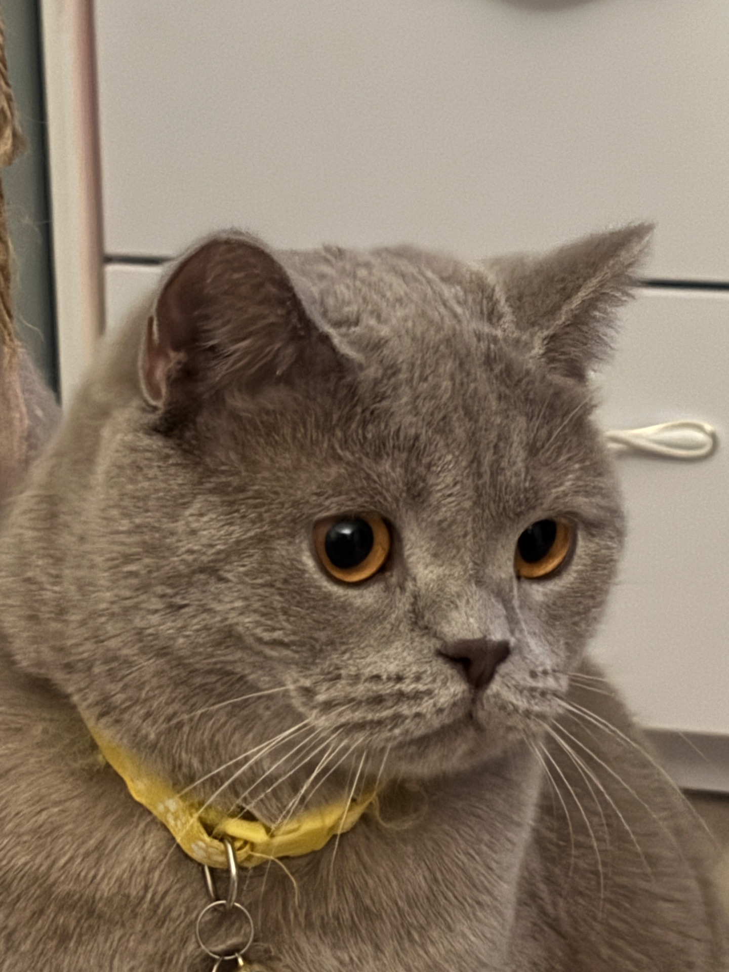 Кіт шотландський