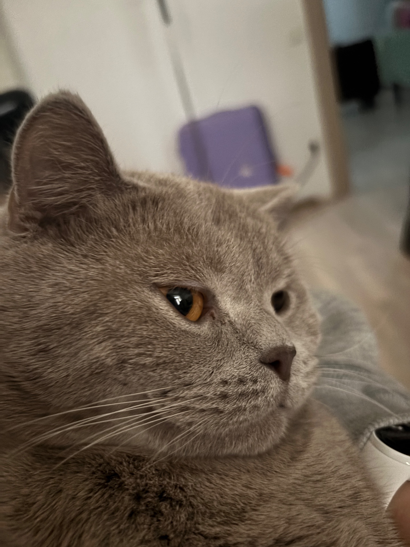 Кіт шотландський