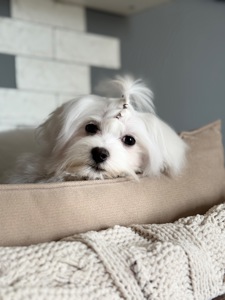 Хлопчик мальтезе міні