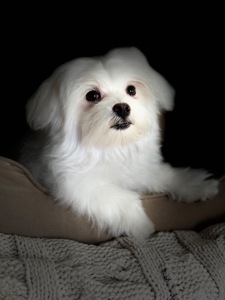 Хлопчик мальтезе міні