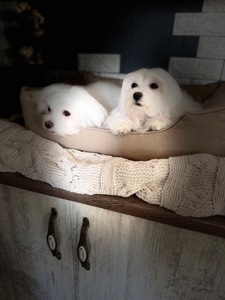 Хлопчик мальтезе міні