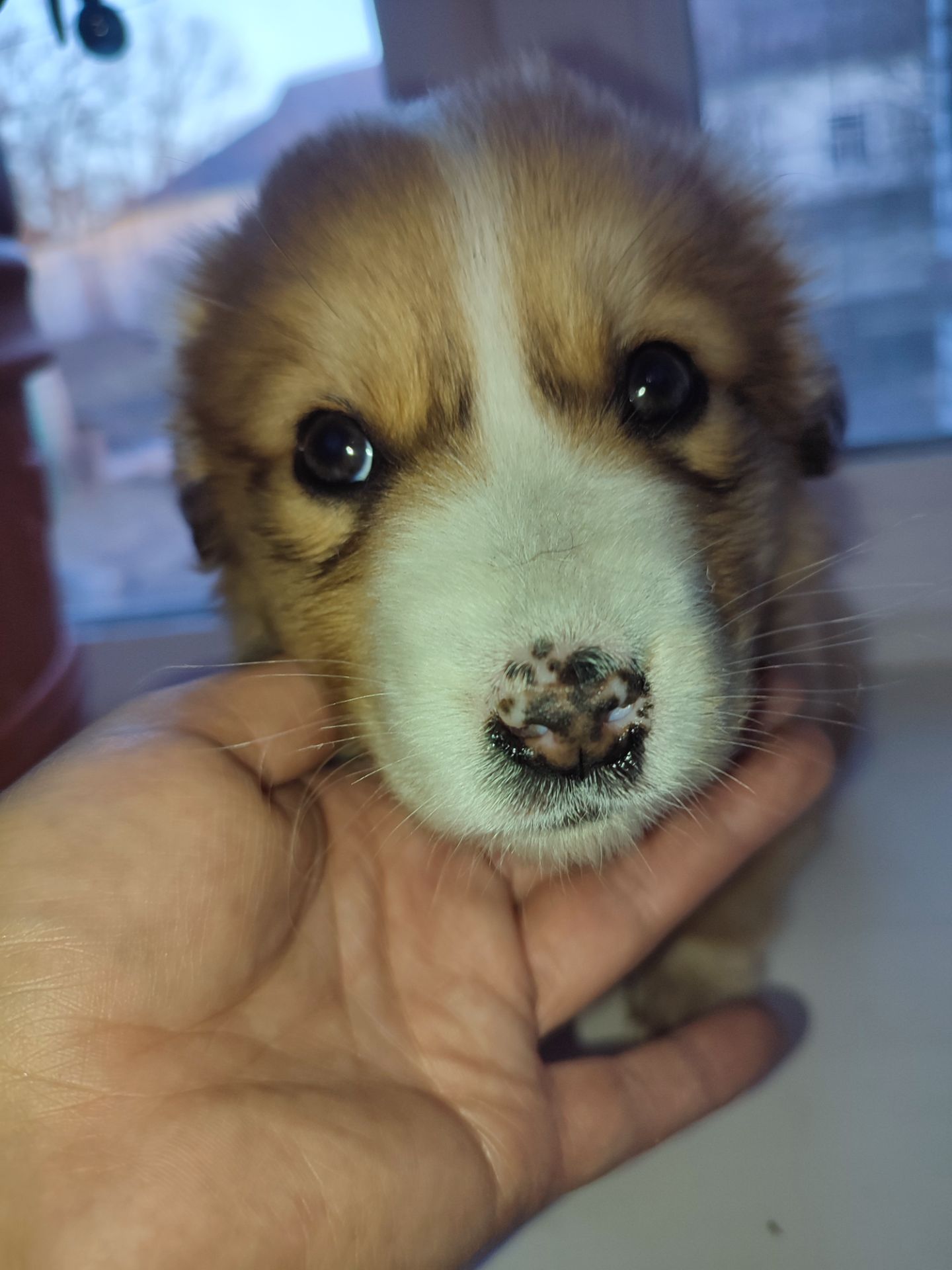 Дуже красива дівчинка з рябеньким носиком і хвостиком як в зайчика