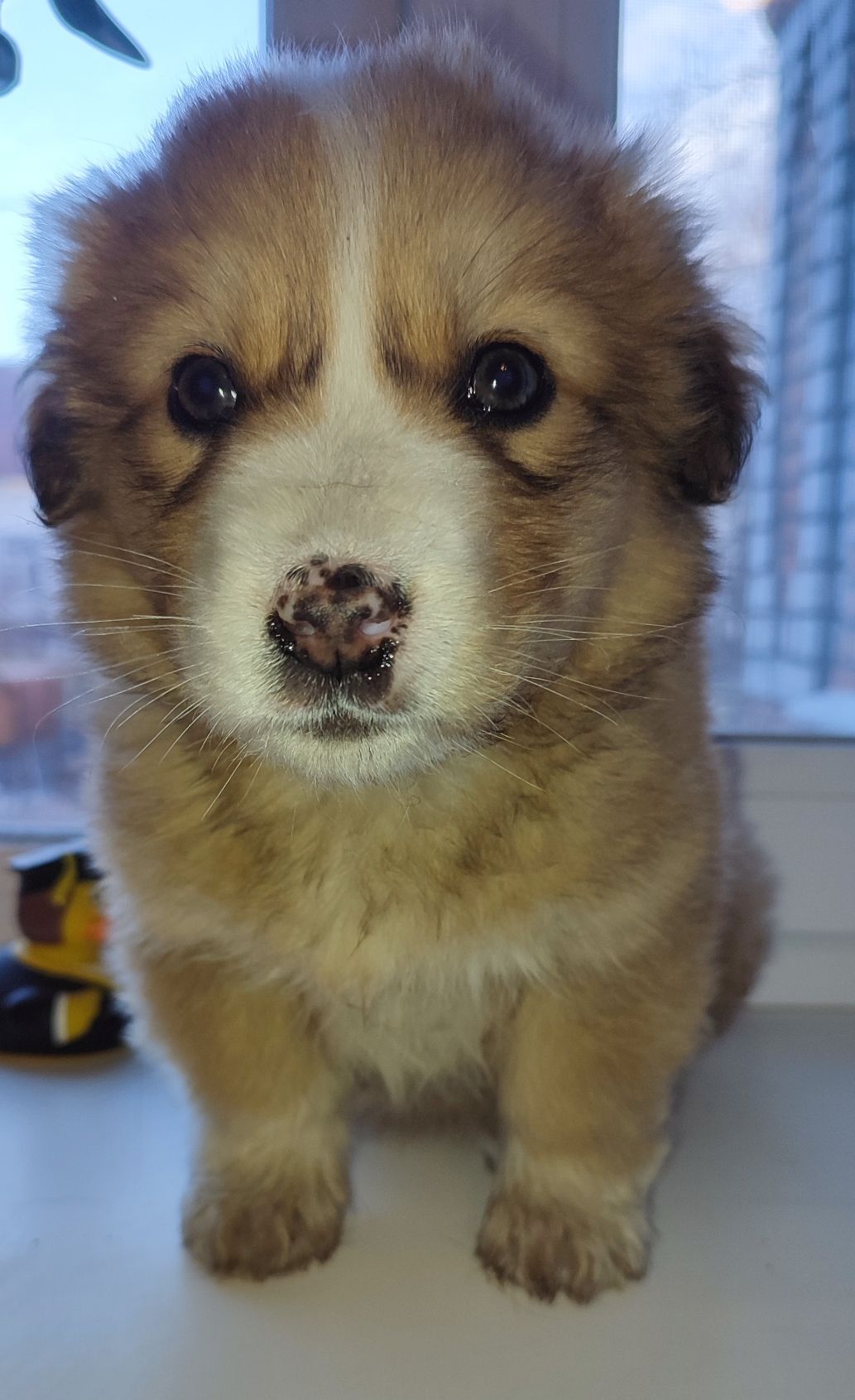 Дуже красива дівчинка з рябеньким носиком і хвостиком як в зайчика