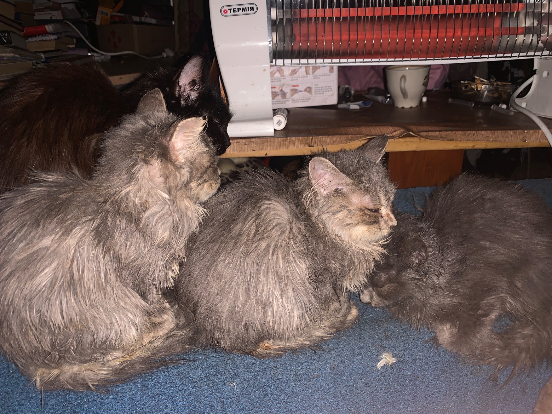 Маленькие котята