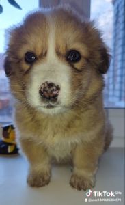 Дуже красива дівчинка з рябеньким носиком і хвостиком як в зайчика