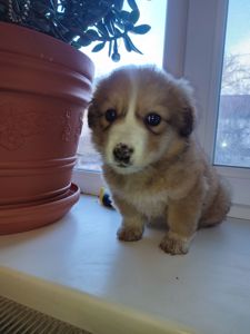 Дуже красива дівчинка з рябеньким носиком і хвостиком як в зайчика